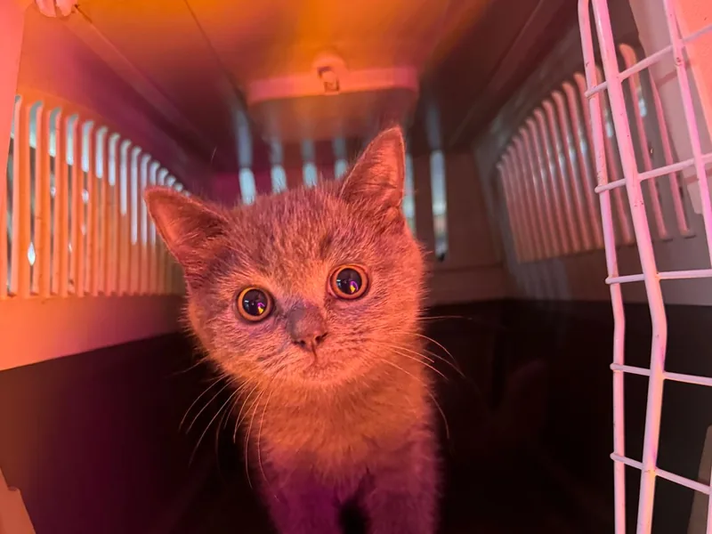 Gri bir yavru kedi, kapısı açık havalandırmalı taşıma kabının içinden bakıyor